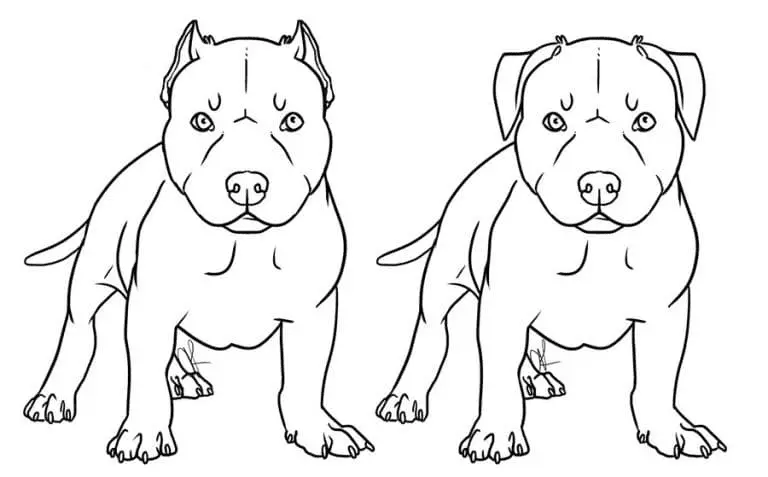 Pitbull Ausmalbilder 13