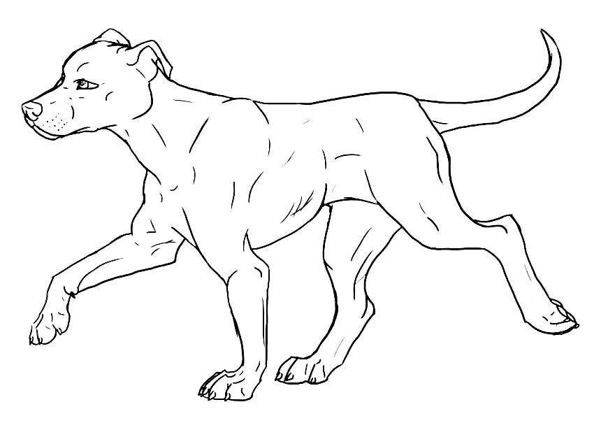 Pitbull Ausmalbilder 21