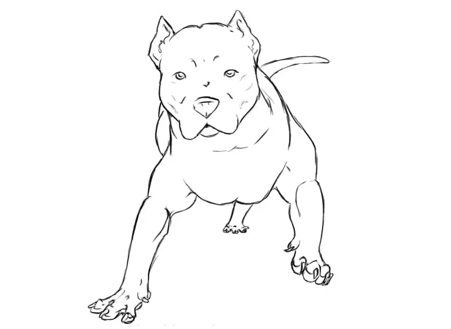 Pitbull Ausmalbilder 8