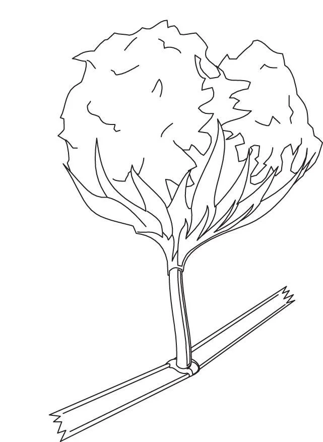 Plantas Para Colorear 20