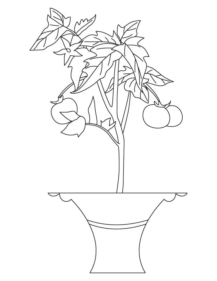 Plantas Para Colorear 21