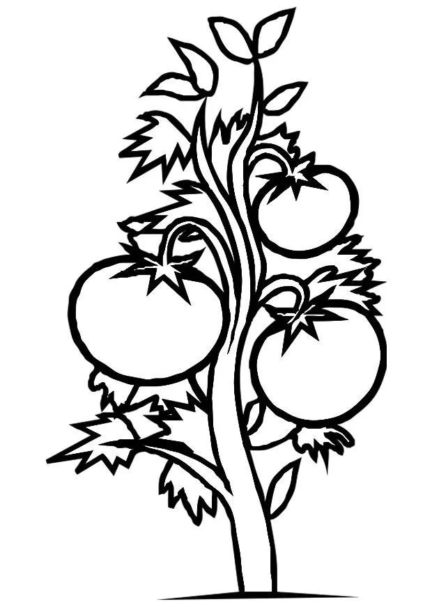 Plantas Para Colorear 22