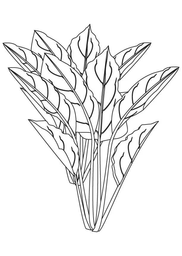 Plantas Para Colorear 8