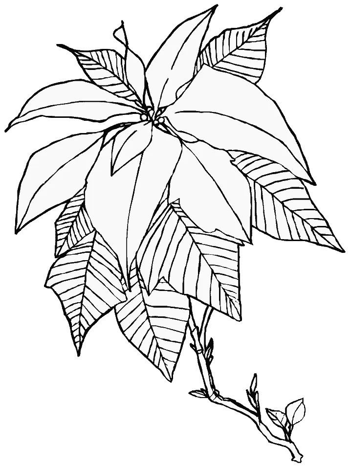 Desenhos de Poinsetia Para Colorir 10