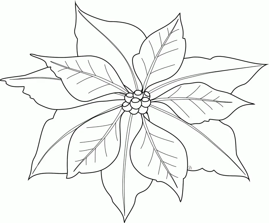 Desenhos de Poinsetia Para Colorir 13