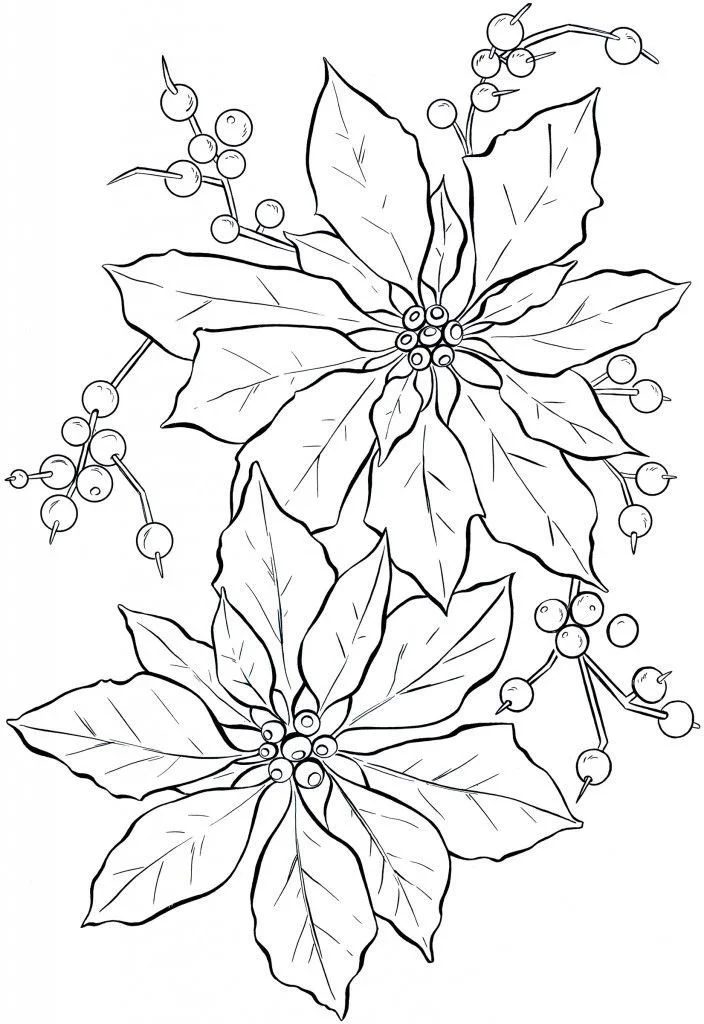 Desenhos de Poinsetia Para Colorir 9