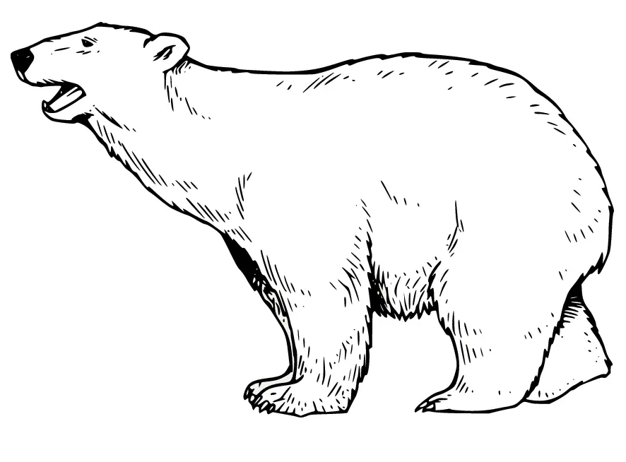 Eisbär Ausmalbilder 16