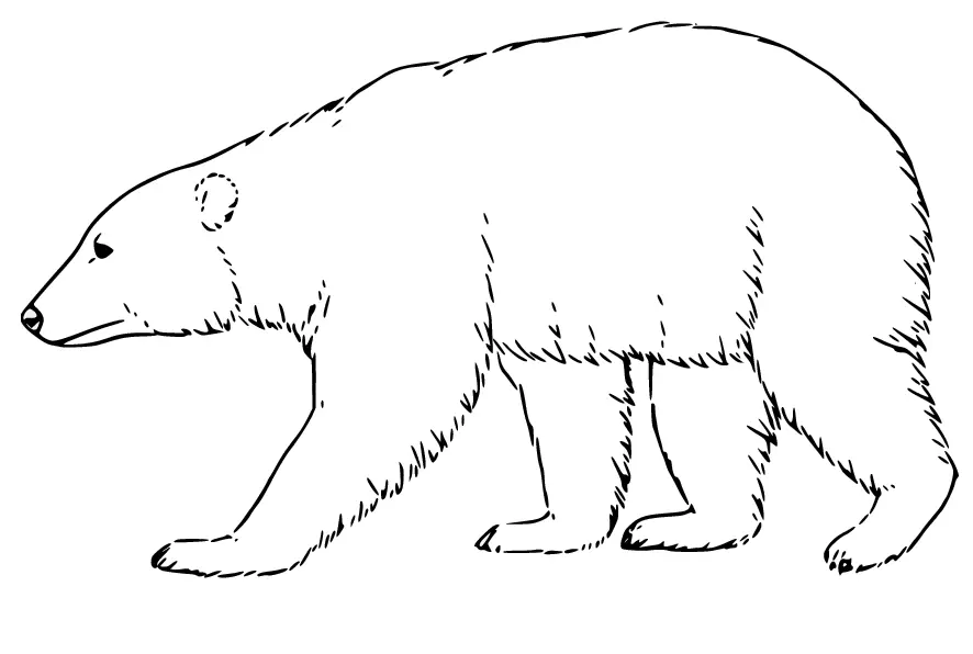 Eisbär Ausmalbilder 2