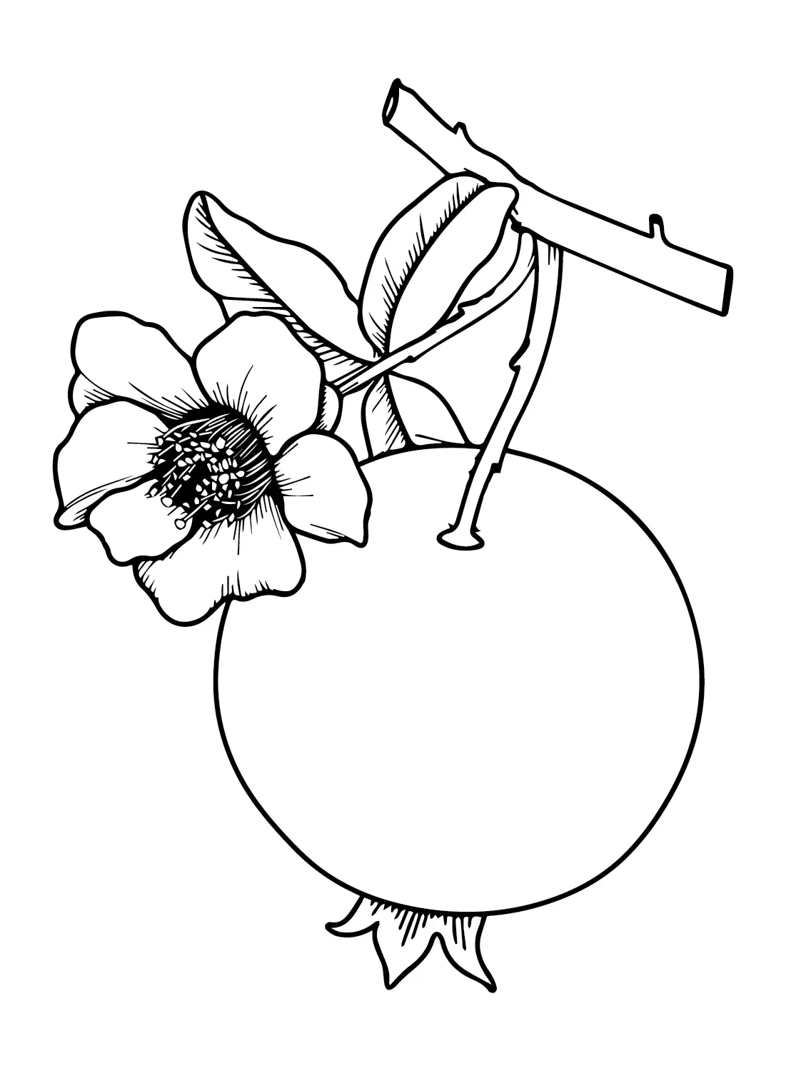 Desenhos de Roma Para Colorir 24