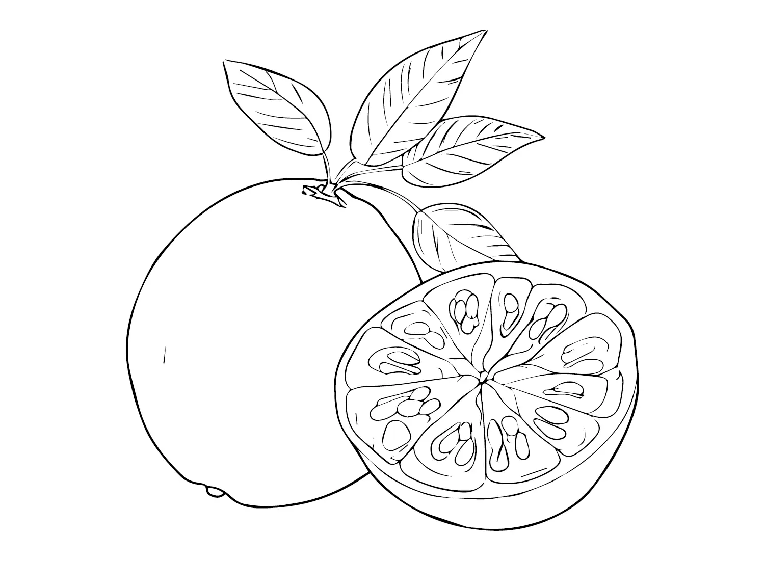 Pomelo Coloring Pages 23