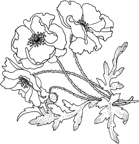 Poppies Coloring Pages 1