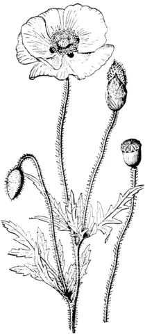 Poppies Coloring Pages 11