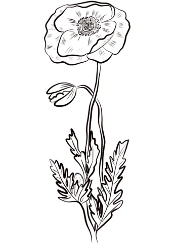 Poppies Coloring Pages 13