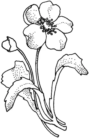 Poppies Coloring Pages 16