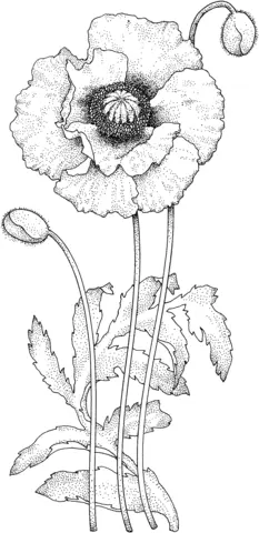 Poppies Coloring Pages 17