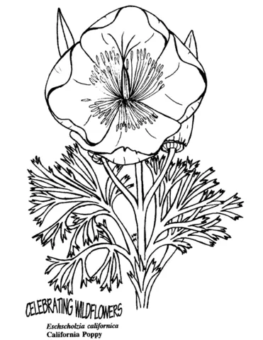 Poppies Coloring Pages 19
