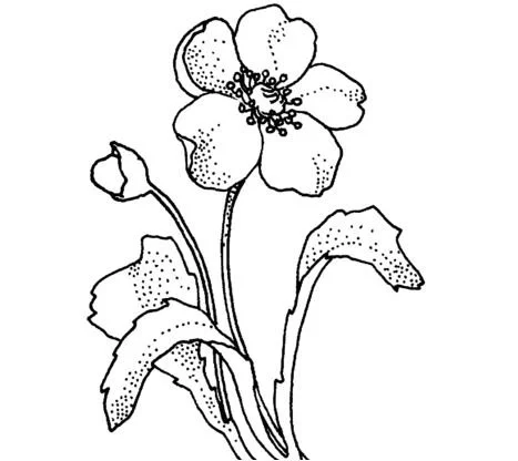 Poppies Coloring Pages 2