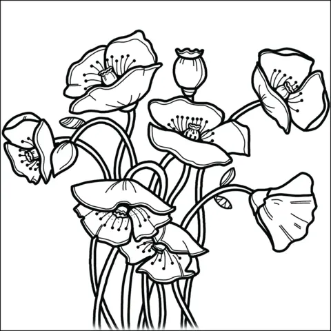 Poppies Coloring Pages 20