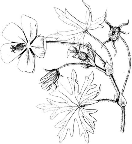 Poppies Coloring Pages 21