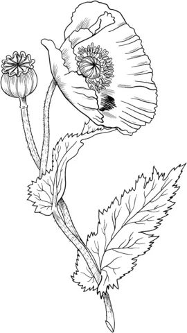 Poppies Coloring Pages 23