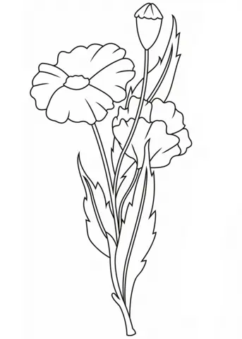 Poppies Coloring Pages 24