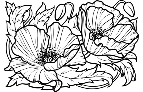 Poppies Coloring Pages 25