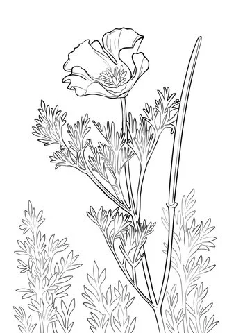 Poppies Coloring Pages 26