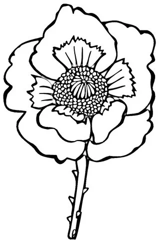 Poppies Coloring Pages 27