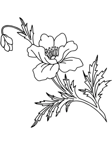 Poppies Coloring Pages 28