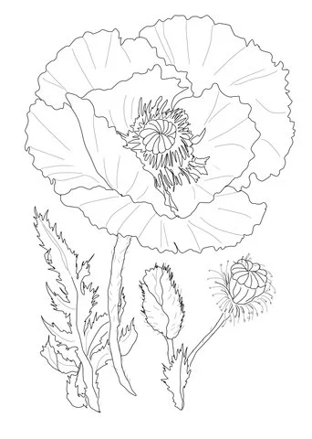 Poppies Coloring Pages 29