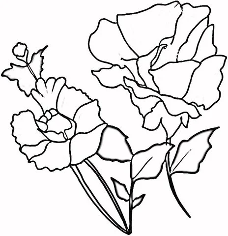 Poppies Coloring Pages 31