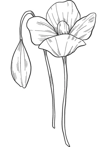 Poppies Coloring Pages 6