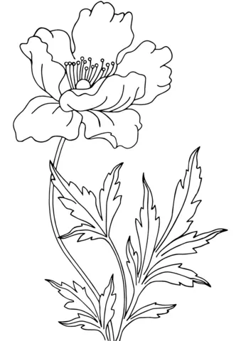 Poppies Coloring Pages 8