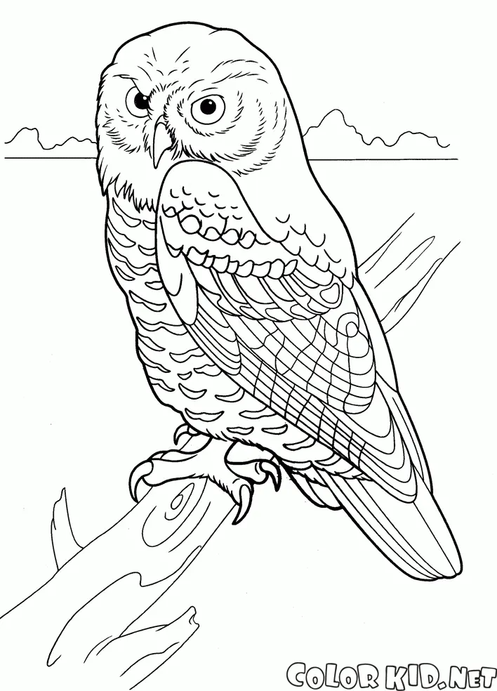 Desenhos de Predador Para Colorir 100