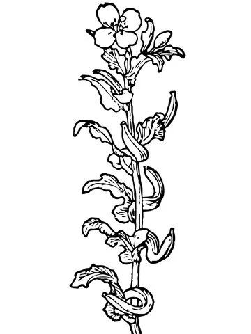 Primavera Para Colorear 1