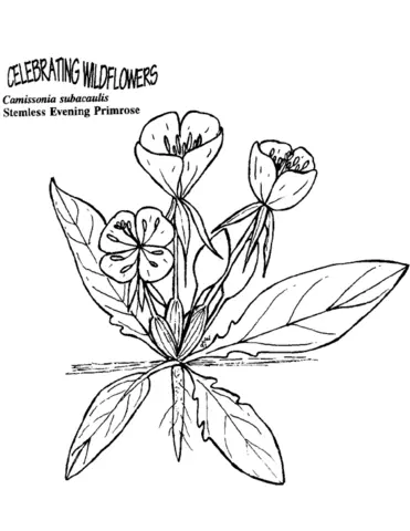 Primavera Para Colorear 6