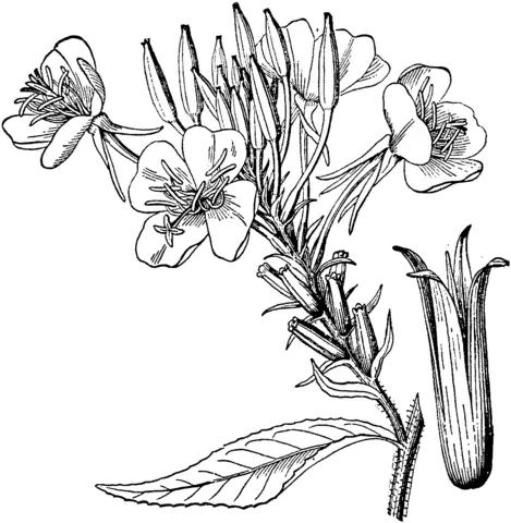 Primavera Para Colorear