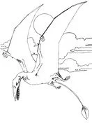 Desenhos de Pterodactilo Para Colorir 10