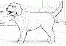 Puppy Dog Pals Coloring Pages 65