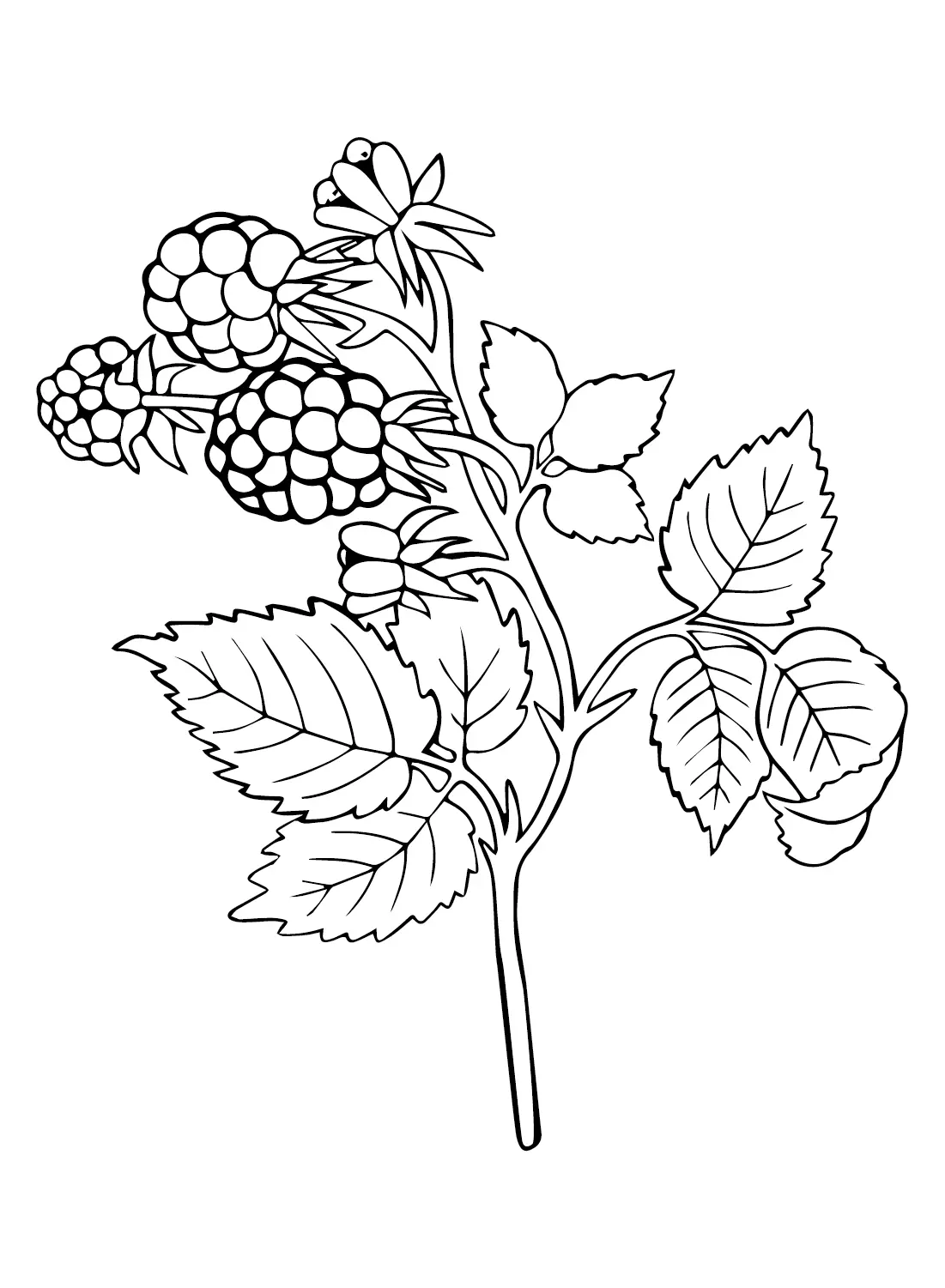 Himbeer Ausmalbilder 12