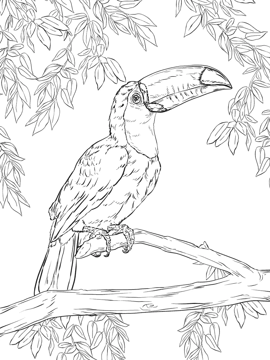 Desenhos de Paginas de Animais Realistas Para Colorir 28