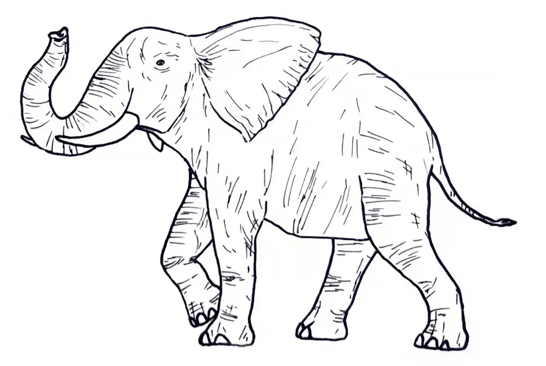 Desenhos de Paginas de Animais Realistas Para Colorir 31
