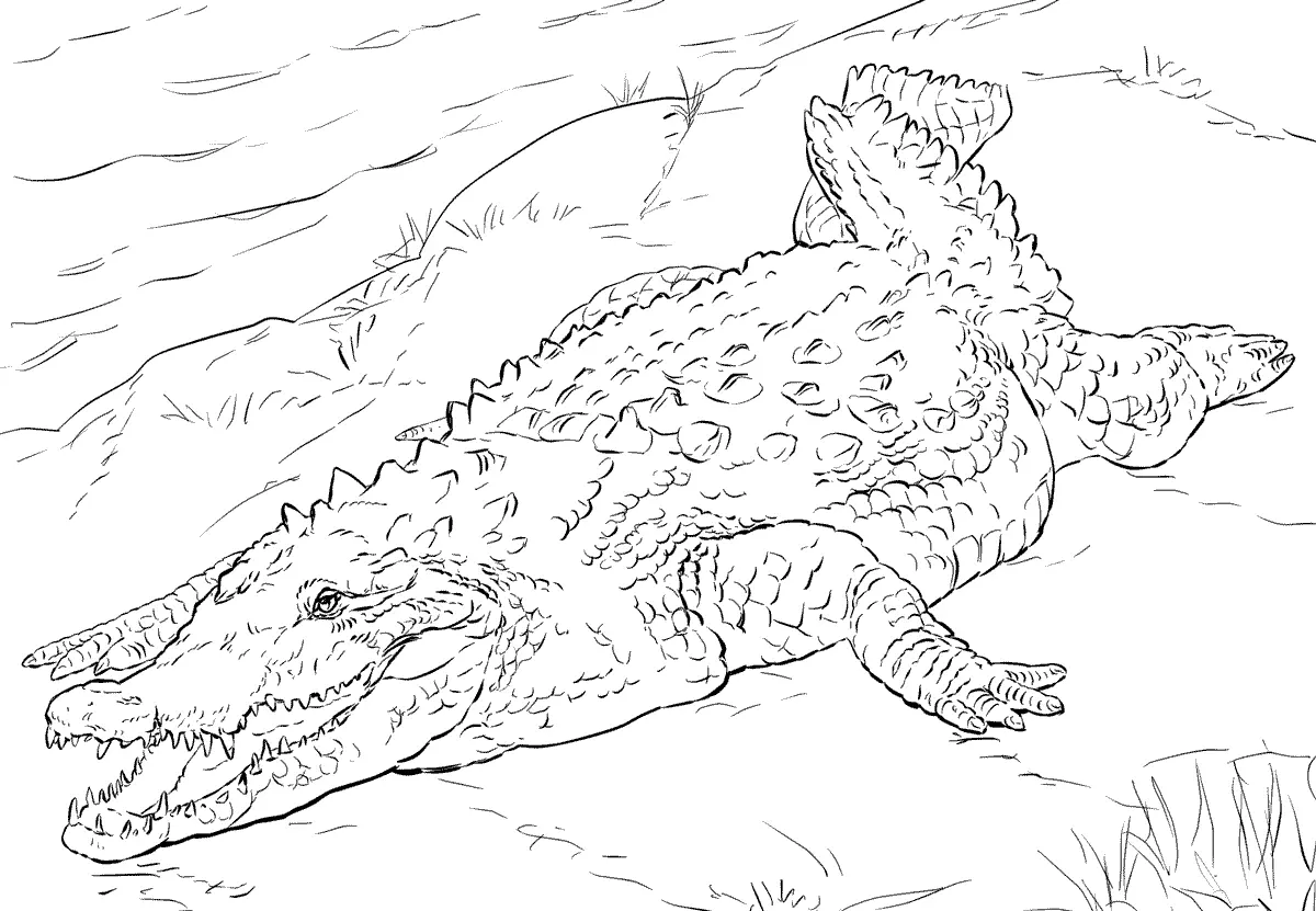 Desenhos de Paginas de Animais Realistas Para Colorir 58