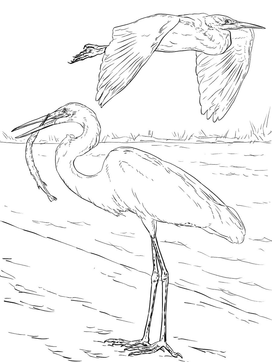 Desenhos de Paginas de Animais Realistas Para Colorir 62