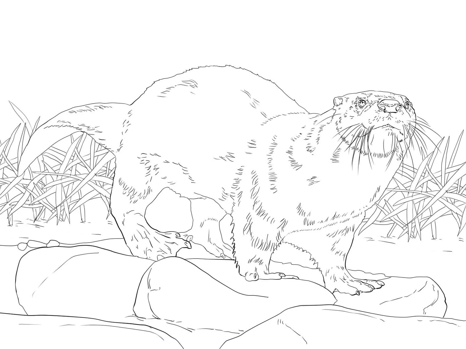 Desenhos de Paginas de Animais Realistas Para Colorir 75