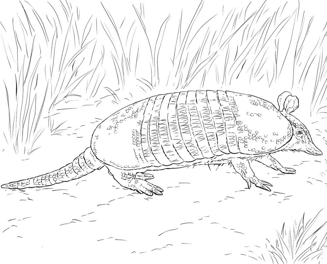 Desenhos de Paginas de Animais Realistas Para Colorir 77