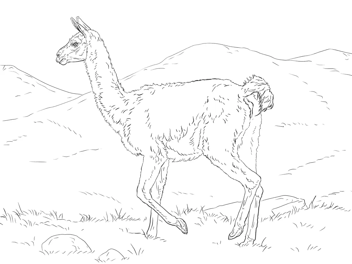 Desenhos de Paginas de Animais Realistas Para Colorir 79