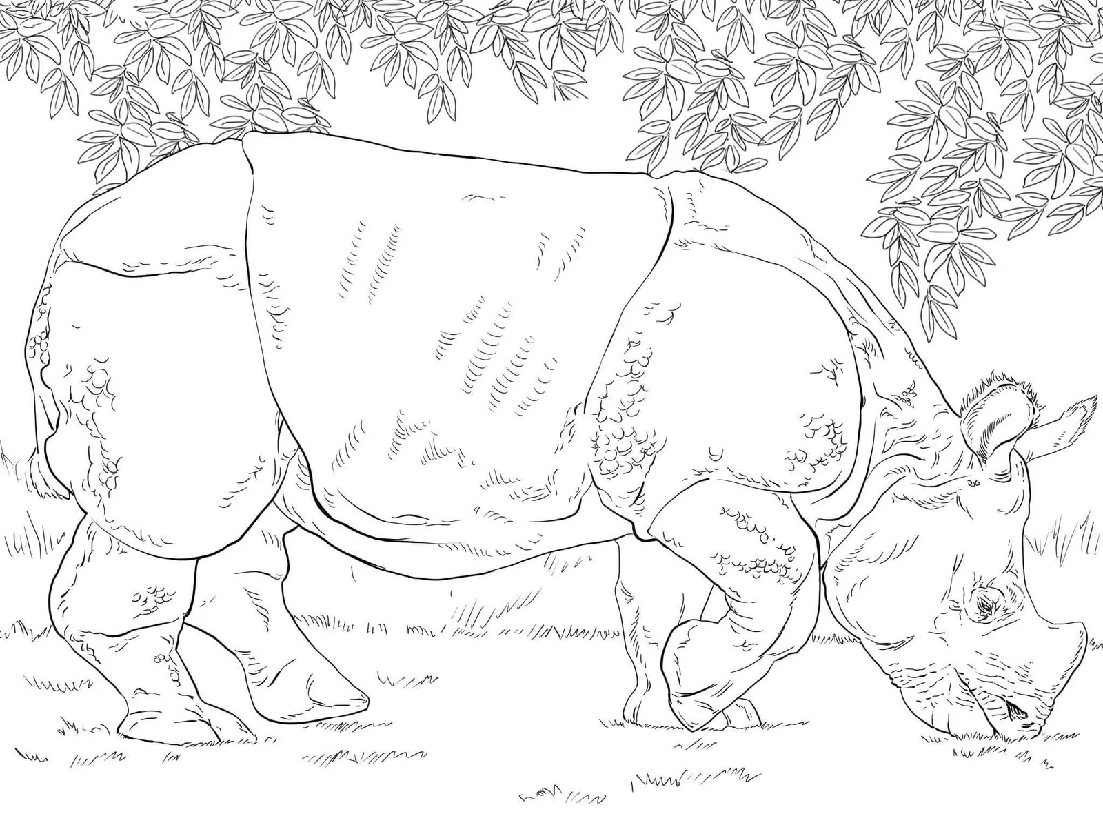 Desenhos de Paginas de Animais Realistas Para Colorir