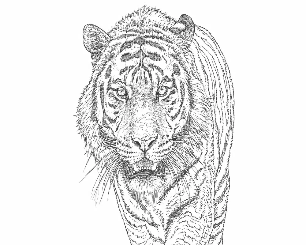 Realistischer Tiger Ausmalbilder 1