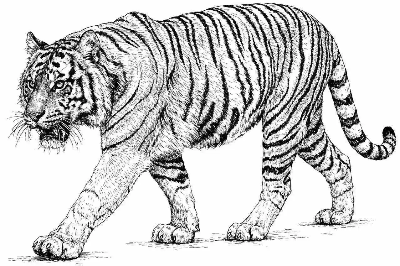Realistischer Tiger Ausmalbilder 12